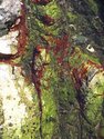 Photography--Color-NatureAlgae No.2