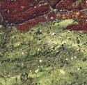 Photography--Color-NatureAlgae No.3