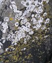 Photography--Color-NatureAlgae No.4
