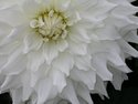 Photography--Color-NatureWhite Dahlia