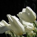 Photography--Color-NatureWhite Tulip