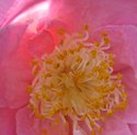 Photography--Color-NatureBelle Story