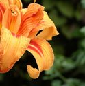 Photography--Color-NatureOrange Tulip