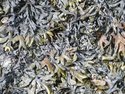 Photography--Color-NatureSeaweed No.1
