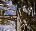 Photography--Color-NatureSeaweed No.3