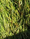 Photography--Color-NatureGrass