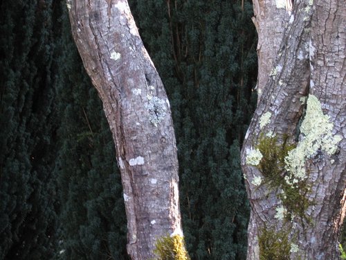 Photography-Nature-Tree No.2