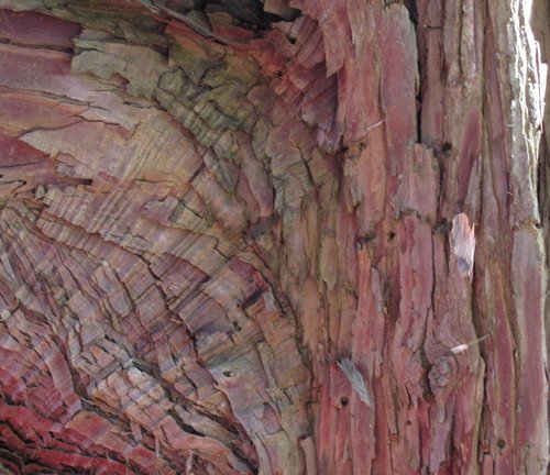 Photography-Nature-Bark No.7