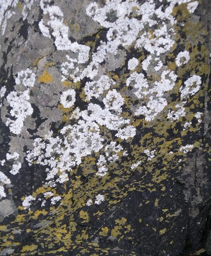 Photography-Nature-Algae No.4