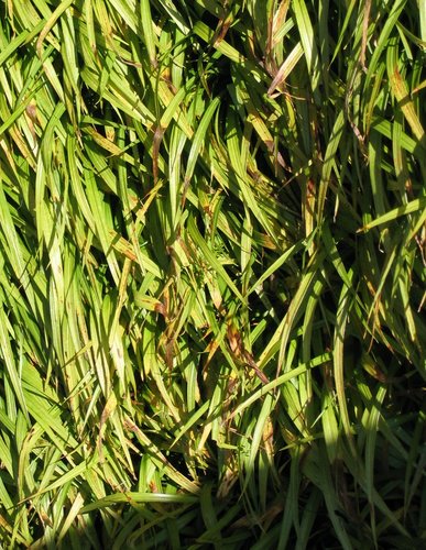 Photography-Nature-Grass