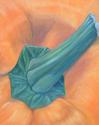 Orange Pepper Orange%20Pepper (thumbnail)