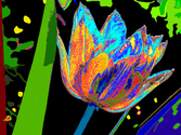 Loko Suederdiek - Tulip - SaturdayNight
