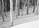Aspens (thumbnail)