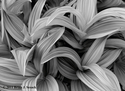 Unfurled (thumbnail)