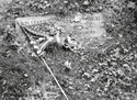 Forest of Flags Forest%20of%20Flags (thumbnail)