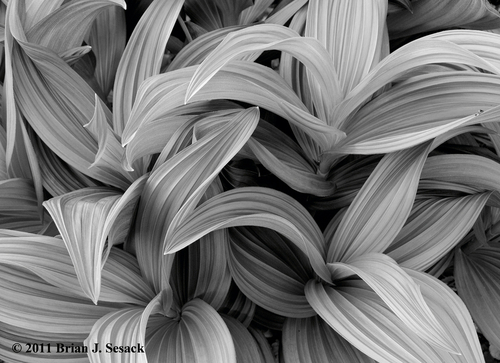 Unfurled (large view)
