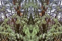 Mirror 113 Mirror%20113 (thumbnail)