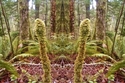 Mirror%20115 (thumbnail)