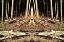 Mirror%20123 (thumbnail)