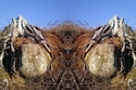 Mirror%20135 (thumbnail)