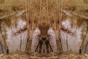 Mirror%20140 (thumbnail)