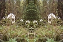 Mirror%20157 (thumbnail)