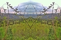Mirror%20160 (thumbnail)