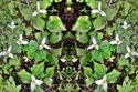 Mirror%20163 (thumbnail)