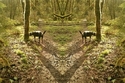 Mirror%20229 (thumbnail)