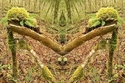 Mirror%20230 (thumbnail)