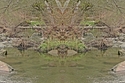 Mirror 243 Mirror%20243 (thumbnail)