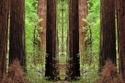 Mirror%20246 (thumbnail)