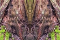 Mirror%20247 (thumbnail)