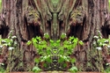 Mirror%20248 (thumbnail)