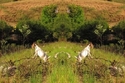 Mirror%20253 (thumbnail)