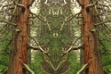 Mirror%20258 (thumbnail)