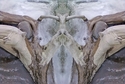 Mirror 022 Mirror%20022 (thumbnail)