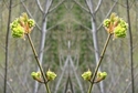 Mirror%20053 (thumbnail)