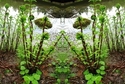 Mirror 055 Mirror%20055 (thumbnail)