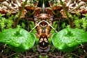 Mirror%20056 (thumbnail)