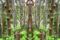 Mirror%20058 (thumbnail)