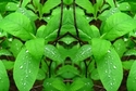 Mirror%2062 (thumbnail)