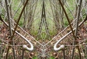 Mirror%20063 (thumbnail)