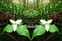 Mirror%20067 (thumbnail)