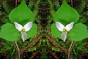 Mirror%20075 (thumbnail)