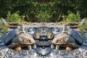 Mirror 098 Mirror%20098 (thumbnail)