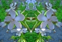 Mirror%20101 (thumbnail)