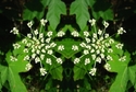 Mirror%20103 (thumbnail)