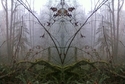 Mirrors 007 Mirrors%20007%20 (thumbnail)