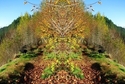Mirror%20042 (thumbnail)